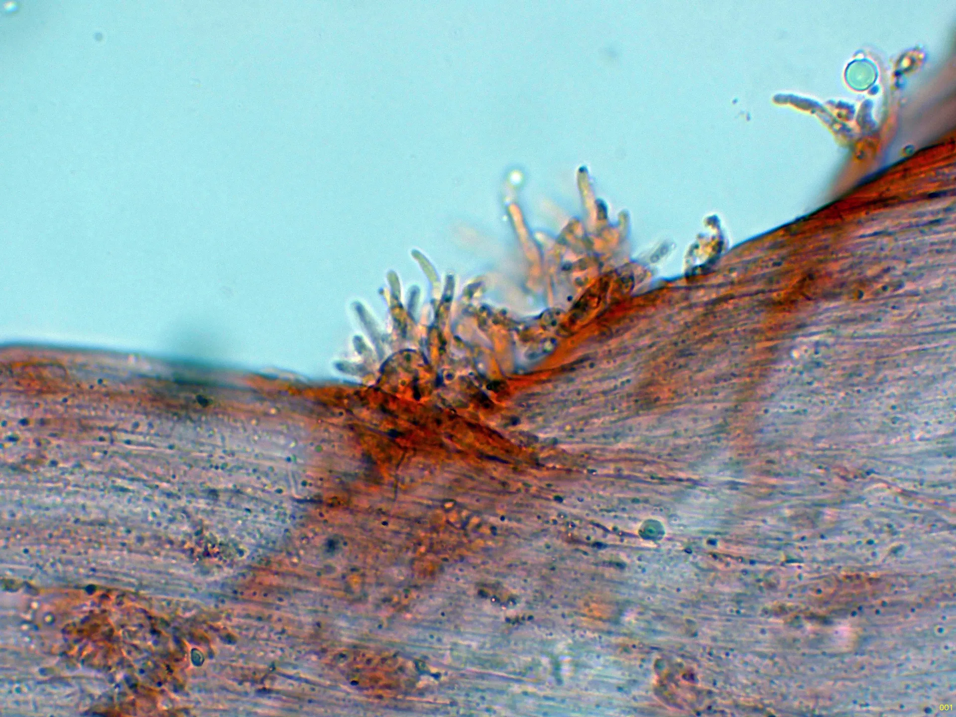 Microscopía de Mycena cyanorhiza - 10 - Caulocistidios-001